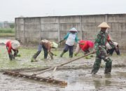Dukung Program Ketahanan Pangan, Babinsa dan Warga Tanam Padi di Sawag