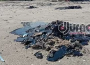 Limbah PT PHE OSES Cemari Perairan Laut Lampung Timur?