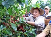Panen Kopi Arabika Sekincau. Gubernur Lampung: Sistem Pagar Dongkrak Produktivitas dan Kesejahteraan Petani