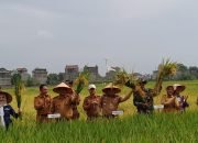 Panen Raya, Petani di Mulyosari Dapat Rp 9 Miliar Semusim