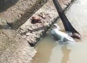 Jasad Bayi Dengan Tali Pusarnya Masih Menggantung, Mengambang Di Saluran Irigasi Bedeng 12A Desa Tempuran.