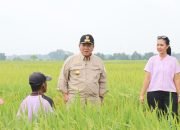 Gubernur Arinal Djunaidi Tinjau Lahan Pertanian di Kabupaten Lampung Tengah
