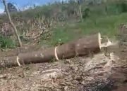 Penebangan Kawasan Hutan Lindung Register 38 Sekampung Udik Marak Dan Tidak Tersentuh Hukum.