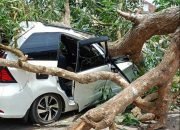 Satu Unit Avanza Tertimpah Pohon Albasia Di Stadion Tejosari Metro Timur.