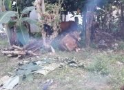 Wahdi Sembeli Tiga Sapi Dan Dua Kambing Kurban Di TMII.
