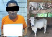 Polsek Metro Timur Berhasil Ungkap Kasus Pencurian Dua Sapi di Iringmulyo.
