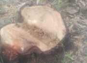 IPLI Geram, Kayu Akasia Di Kawasan Capit Urang Di Babat Oknum Masyarakat.