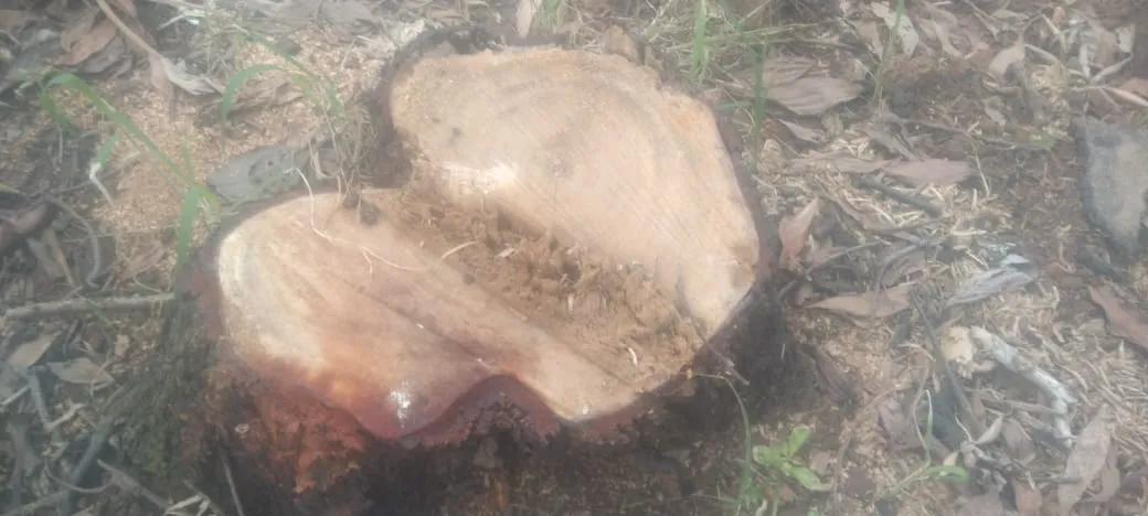IPLI Geram, Kayu Akasia Di Kawasan Capit Urang Di Babat Oknum Masyarakat.