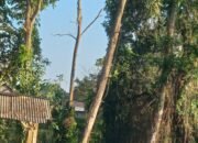 Pohon Mati Di Kota Metro Ancam Keselamatan Warga.