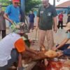 Masjid Al-Muhajirin Perumnas 24 JSP Sembelih 4 Sapi Dan Delapan Ekor Kambing.
