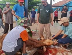 Masjid Al-Muhajirin Perumnas 24 JSP Sembelih 4 Sapi Dan Delapan Ekor Kambing.