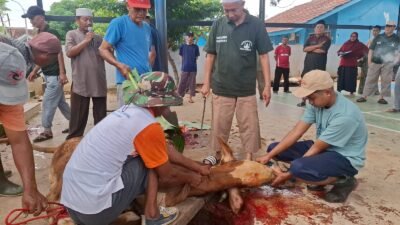 Masjid Al-Muhajirin Perumnas 24 JSP Sembelih 4 Sapi Dan Delapan Ekor Kambing.