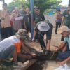 Memastikan Hewan Kurban Layak Di Konsumsi, Pemkot Metro Terjunkan Sejumlah Relawan.