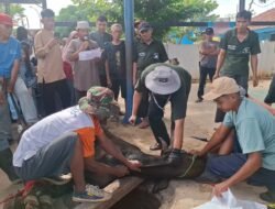 Memastikan Hewan Kurban Layak Di Konsumsi, Pemkot Metro Terjunkan Sejumlah Relawan.