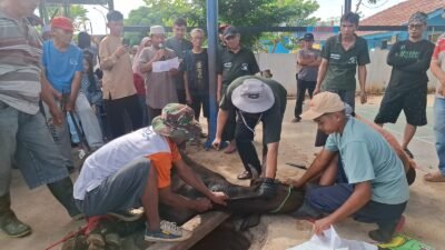 Memastikan Hewan Kurban Layak Di Konsumsi, Pemkot Metro Terjunkan Sejumlah Relawan.