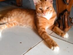 Kodim 0411/ KM Rehab Jembatan Gantung Merah Puti Di Taman Capit Urang.