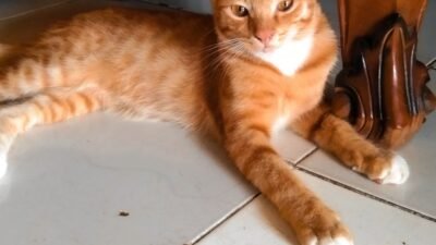 Kodim 0411/ KM Rehab Jembatan Gantung Merah Puti Di Taman Capit Urang.